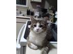Adopt Artemis a Gray or Blue Domestic Shorthair / Domestic Shorthair / Mixed cat