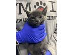 Adopt Virgil a Gray or Blue Domestic Shorthair / Domestic Shorthair / Mixed cat