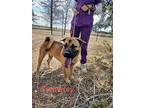 Adopt Gramercy a Brown/Chocolate - with White Black Mouth Cur / Labrador