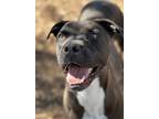 Adopt Prince a Black - with White Boxer / Mixed dog in Niagara On The Lake