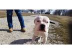 Adopt raghosh a White - with Black American Staffordshire Terrier / American