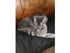 Adopt Doe a Gray or Blue American Shorthair / Mixed (short coat) cat in