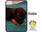 Adopt Shadow a Brown/Chocolate Miniature Pinscher / Mixed dog in Newburgh