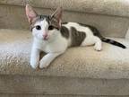 Adopt Teenie a White Domestic Shorthair / Domestic Shorthair / Mixed cat in