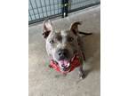 Adopt Rufus a Gray/Silver/Salt & Pepper - with White Terrier (Unknown Type