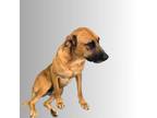 Adopt Amigo a Red/Golden/Orange/Chestnut Black Mouth Cur / Mixed dog in