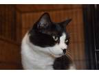 Adopt Anna a Black & White or Tuxedo Domestic Shorthair (short coat) cat in