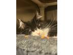 Adopt Tetra a All Black Domestic Mediumhair / Domestic Shorthair / Mixed cat in