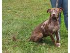Adopt MONA a Brown/Chocolate American Pit Bull Terrier / Mixed dog in Clinton