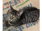 Adopt Gingersnap a All Black Domestic Shorthair / Domestic Shorthair / Mixed cat