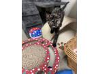 Adopt Velma a All Black Domestic Shorthair / Domestic Shorthair / Mixed cat in