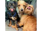 Adopt Aeon, Thelessa and Cirus a Tan/Yellow/Fawn - with White Terrier (Unknown
