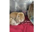 Adopt Herb a Tan Lop-Eared / Mixed (short coat) rabbit in Crystal Lake