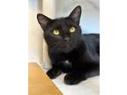 Adopt Twinkle Toes a All Black Domestic Shorthair / Domestic Shorthair / Mixed