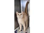 Adopt WILLOW a Tan or Fawn Domestic Shorthair / Domestic Shorthair / Mixed cat