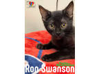 Adopt Ron Swanson a All Black Domestic Shorthair / Domestic Shorthair / Mixed
