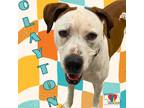 Adopt Clayton a White American Pit Bull Terrier / Mixed dog in Grand Island