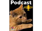 Adopt Podcast a Orange or Red Domestic Shorthair / Domestic Shorthair / Mixed