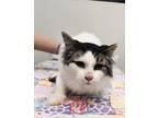 Adopt Marley a White Domestic Longhair / Domestic Shorthair / Mixed cat in