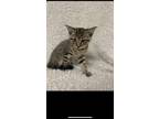Adopt Patty a Gray, Blue or Silver Tabby Domestic Shorthair / Mixed (short coat)