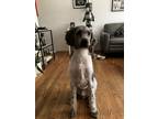 Adopt Scooter a Gray/Silver/Salt & Pepper - with White Labradoodle / Old English