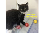 Adopt Maggie -Stray a All Black Domestic Mediumhair / Domestic Shorthair / Mixed