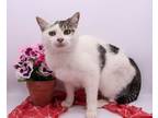 Adopt Kristine a Domestic Shorthair / Mixed cat in Muskegon, MI (38849043)