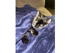 Adopt Kitten a Tortoiseshell American Shorthair / Mixed (short coat) cat in