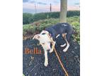 Adopt Bella a Black - with White Pit Bull Terrier / Mixed Breed (Medium) / Mixed