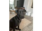 Adopt Bruno a Black Labrador Retriever / Weimaraner / Mixed dog in New Port