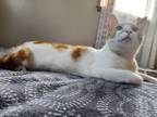 Adopt Rylin the Lovely a White (Mostly) American Shorthair (short coat) cat in