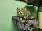 Adopt Twice a Gray, Blue or Silver Tabby Domestic Longhair (long coat) cat in