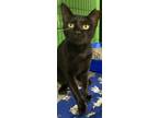 Adopt Jazzmin a All Black Domestic Shorthair / Mixed (short coat) cat in Panama