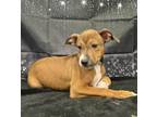 Adopt Brownie a Miniature Pinscher / American Pit Bull Terrier / Mixed dog in