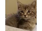 Adopt Pawlie a Gray or Blue Domestic Shorthair / Mixed cat in Springfield