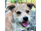 Adopt Chester a Red/Golden/Orange/Chestnut - with White Cairn Terrier / Jack