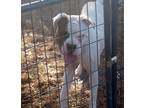 Adopt GHOST a White Boxer / Mixed dog in Kuna, ID (38853269)