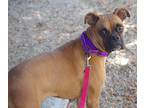 Adopt JITTERS a Boxer dog in Kuna, ID (38853268)