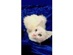 Adopt Angel a White Ragdoll / Mixed (long coat) cat in Anaheim, CA (38853179)