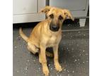 Adopt Emery a Tan/Yellow/Fawn Mixed Breed (Medium) / Mixed dog in Columbiana