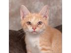 Adopt Turtle a Orange or Red Domestic Shorthair / Mixed cat in Cincinnati