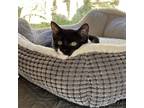 Adopt Kate Spayed a All Black Domestic Shorthair / Mixed cat in Foley