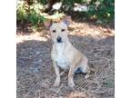 Adopt Vann 12869 a Tan/Yellow/Fawn Terrier (Unknown Type