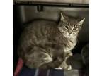 Adopt Severa a Gray or Blue Domestic Shorthair / Mixed cat in Kanab