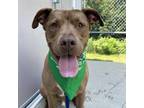 Adopt Gunner a Brown/Chocolate American Pit Bull Terrier / Mixed dog in Bedford