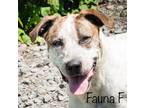 Adopt Fauna a White - with Red, Golden, Orange or Chestnut Pit Bull Terrier /