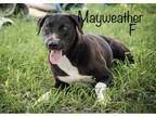 Adopt Mayweather a Black - with White Labrador Retriever / Mixed Breed (Medium)