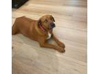 Adopt Sloane a Red/Golden/Orange/Chestnut Redbone Coonhound / Mixed Breed