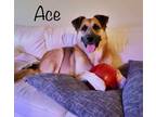 Adopt Ace a Red/Golden/Orange/Chestnut - with Black Anatolian Shepherd / Mixed