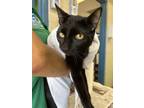 Adopt Mako a All Black Domestic Shorthair / Domestic Shorthair / Mixed cat in